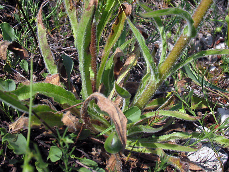 Campanula spicata L. / Campanula spigata.